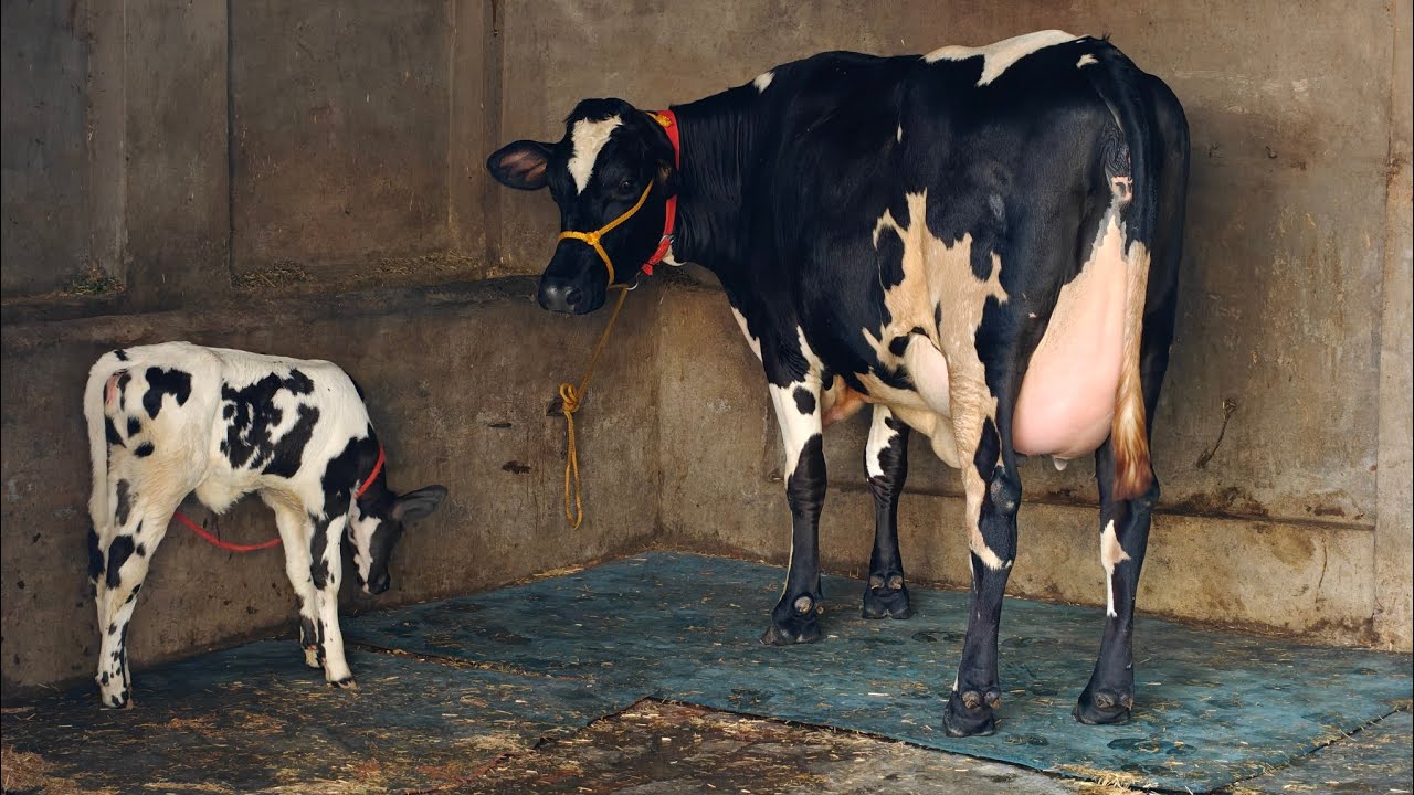 2 Cows for sale, 2 ਗਾਵਾਂ ਵਿਕਾਊ 