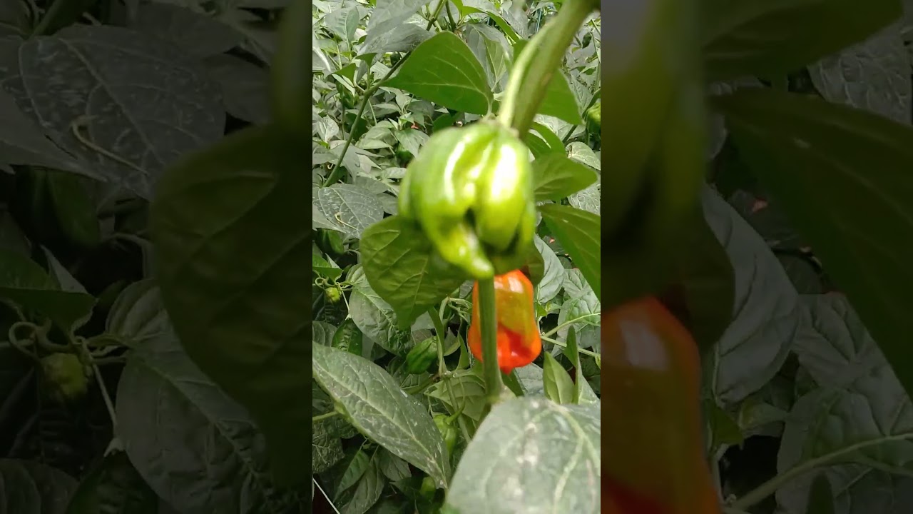 Hot peppers 