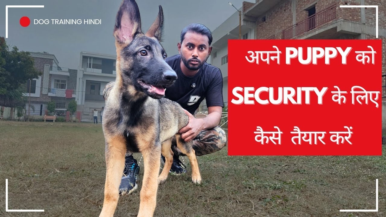 Puppy Protection Training Like Army || How to Make Your Puppy a Guard Dog (4k Hindi)🐶
