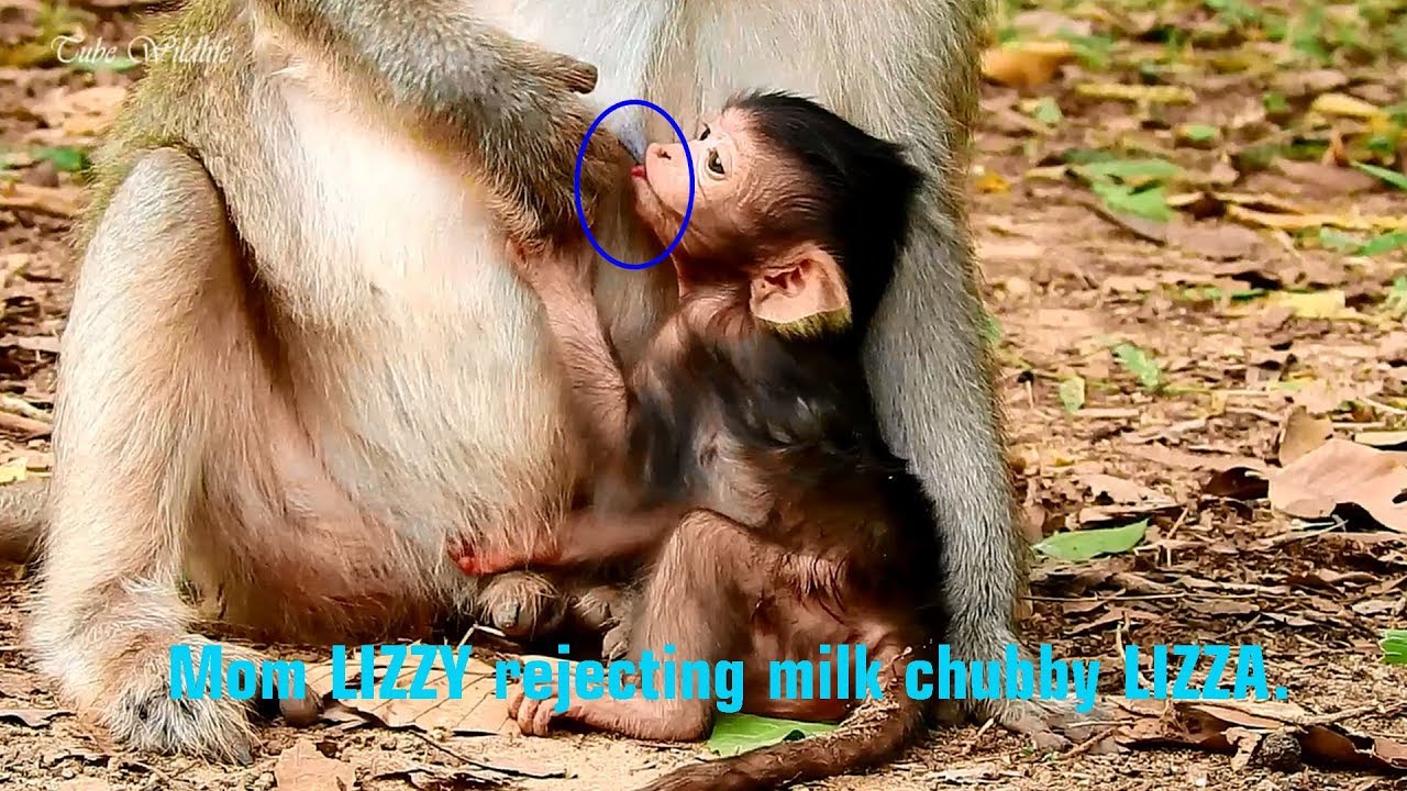 Great mom LIZZY rejecting milk butterball LIZZA cos cutest LIZZA milking too much then will vomit.