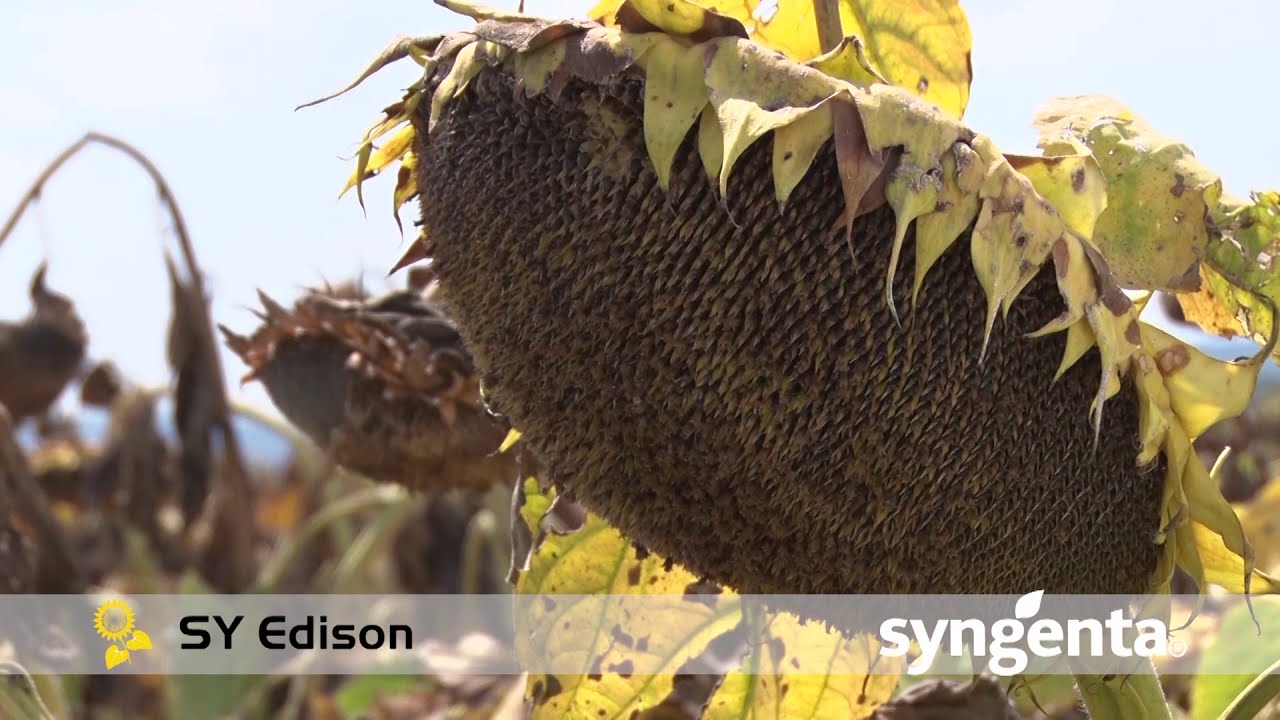 Syngenta express hibridi suncokreta Sumiko i Subaro - U nasem ataru 830
