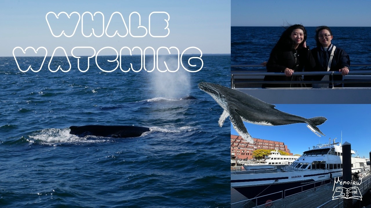 Whale Watching 2024 (Boston) | MemoirW [멤와더블유]