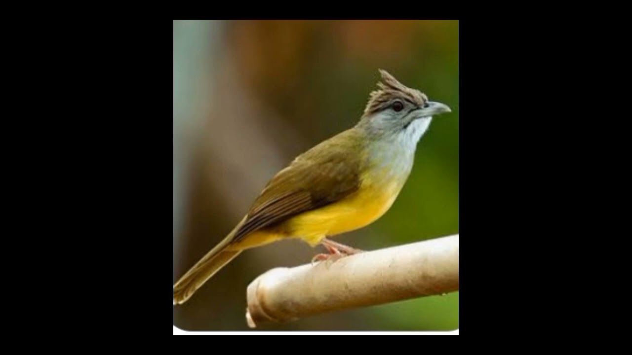 Masteran burung kapas tembak (katem) gacor