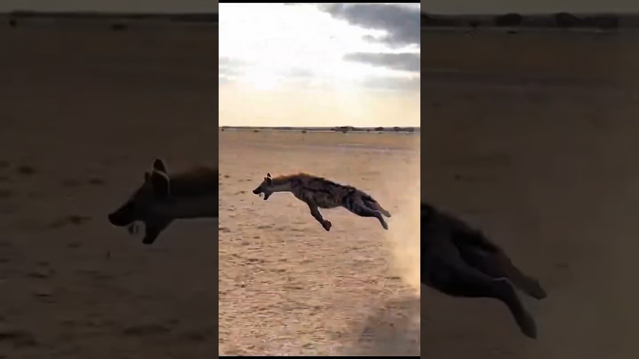 Hyena Picked the Wrong Nest! 😱