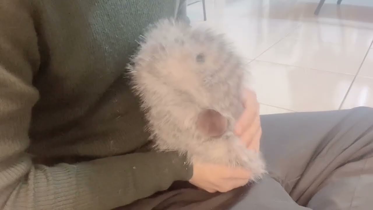 Petting Cupboo for ten minutes right out of the box
