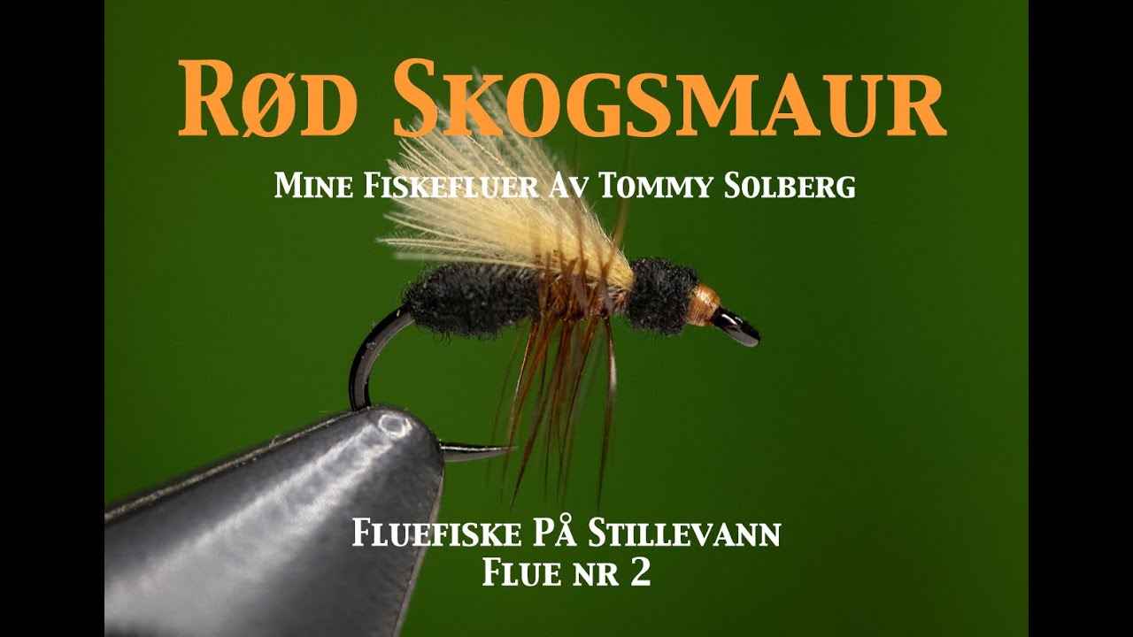 Rød Skogsmaur. Fluefiske på stillevann 2022, maur, tørrflue, fluebinding og imitasjonsfluefiske
