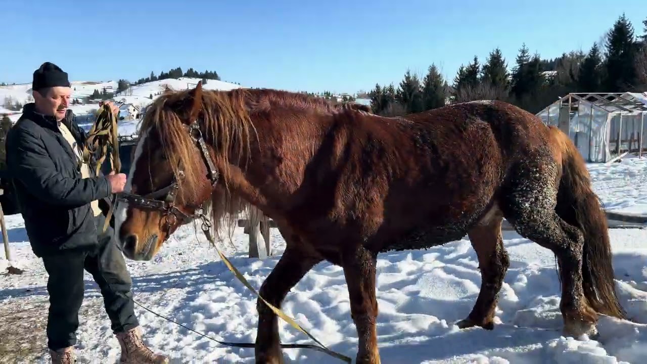 🌲Жеребчик на продаж 🌲 0964587109