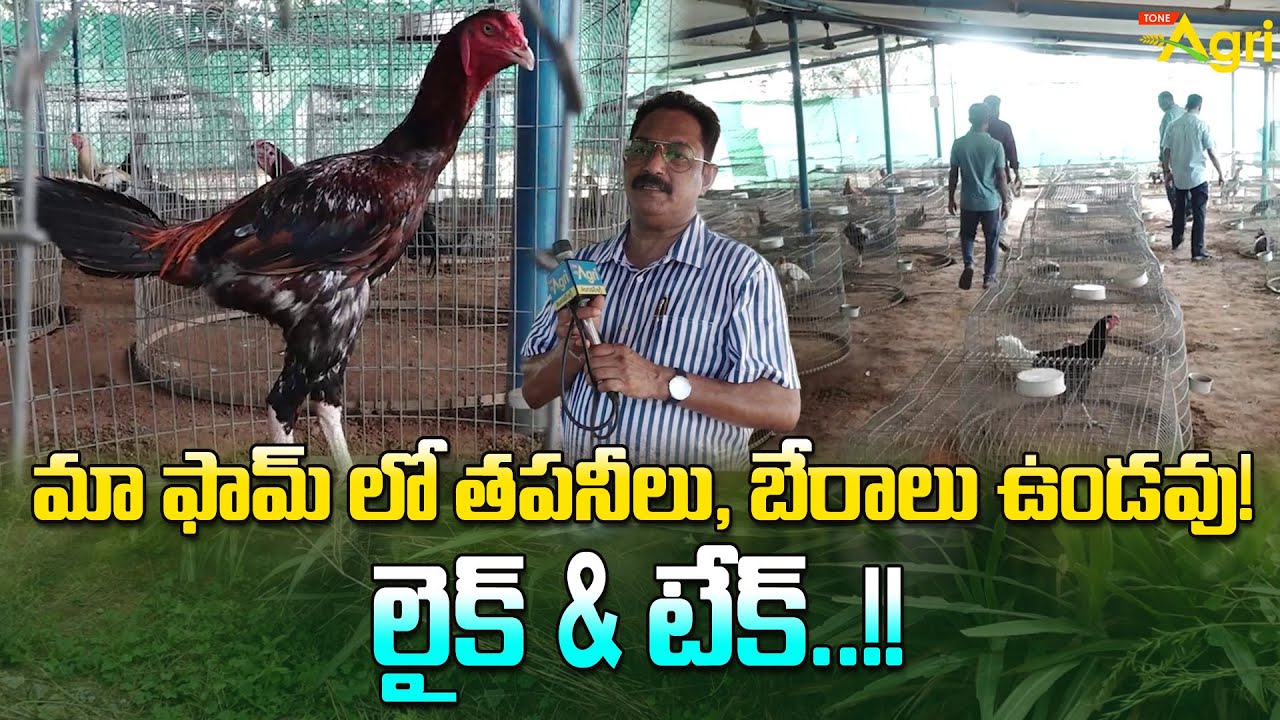 Breeds Of Pandem Punjulu | మా ఫామ్ లో తపనీలు, బేరాలు ఉండవు! లైక్ & టేక్..!! Tone Agri