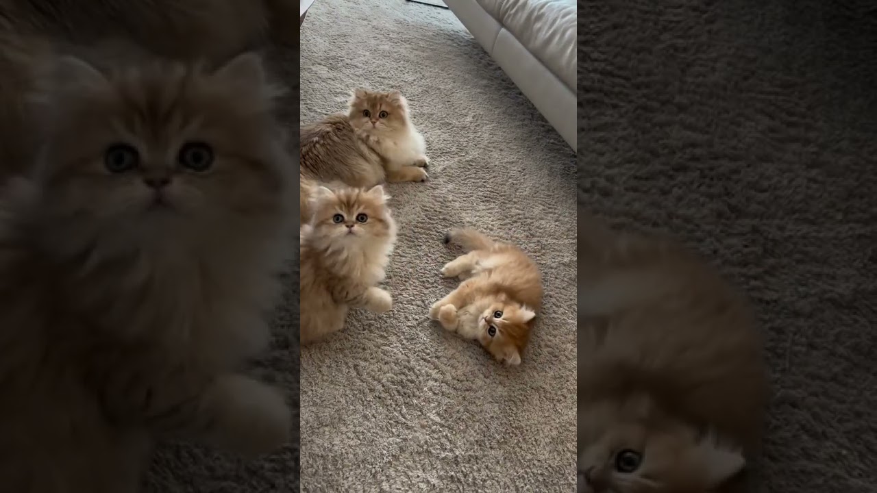 Golden British Longhair Cats