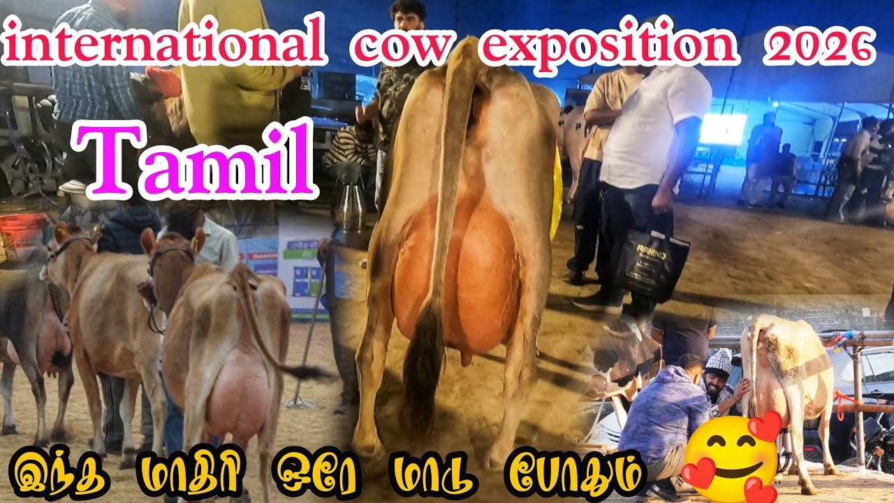 ஒரே நேரத்தில் இவ்வளவு கறவை யா ? நேரடியாக பார்க்கலாம் 🔥 international cow exposition 2026