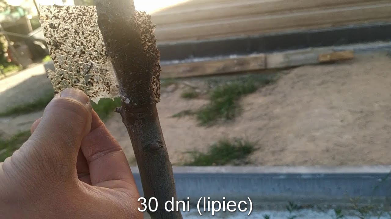 Bioires Taśma entomologiczna na mszyce, mrówki, gąsienice do drzew owocowych plus mydło potasowe