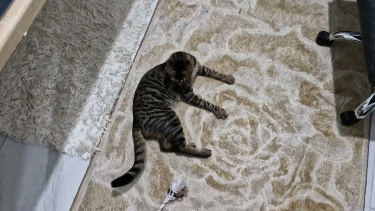 Mr boncuk kedi çocuk