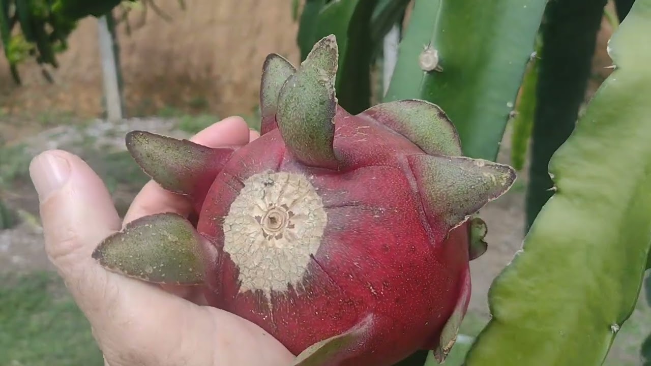 PITAYA CEBRA HÍBRIDA OU CEBRA DA CALIFÓRNIA ! #dragonfruit #pitahaya #exotic #pomar #plantas #planta