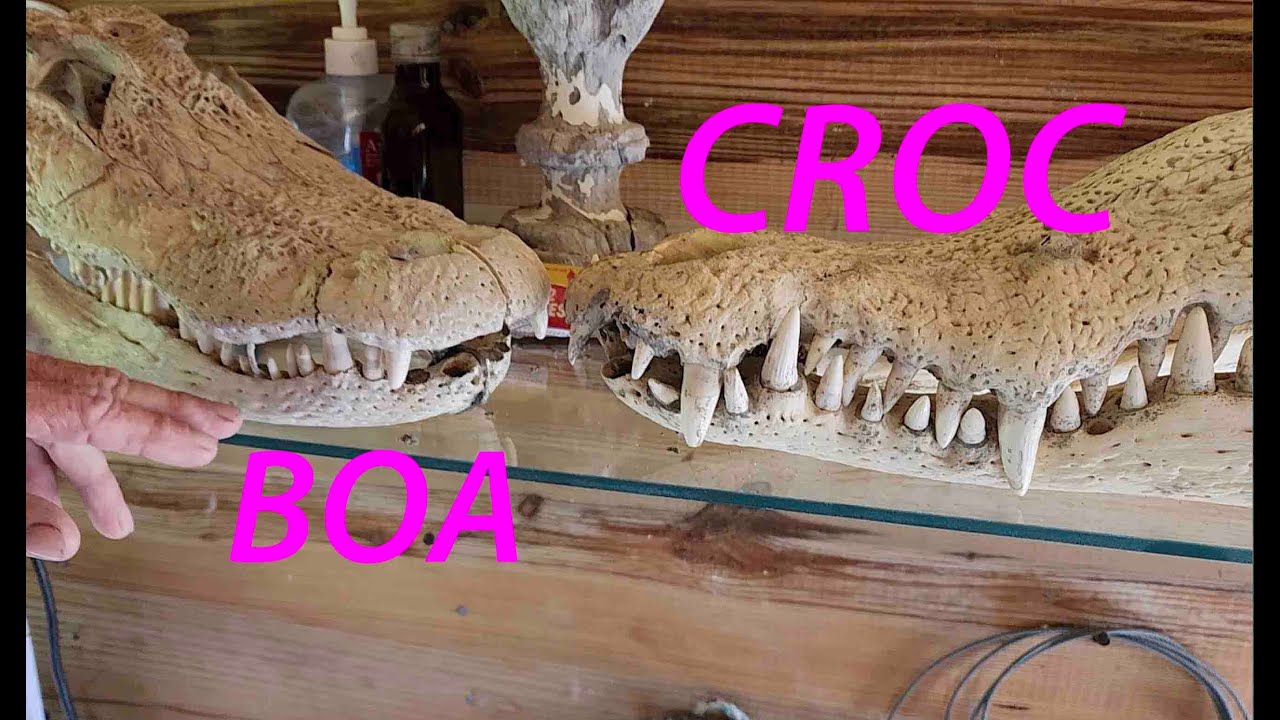 Crocodile & Boa at Holland Bay Sanctuary Jamaica with Jason George