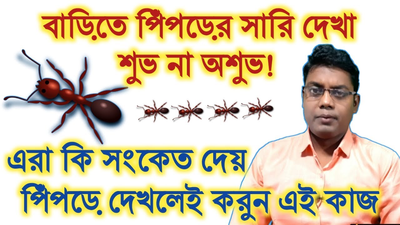 বাড়িতে পিঁপড়ের সারি দেখা শুভ না অশুভ | এরা কি সংকেত দেয় | পিঁপড়ে দেখলেই করুন এই কাজ