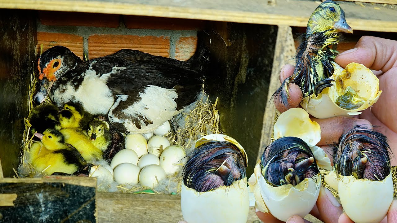 Muscovy Duck Hatching A Time-Lapse Journey