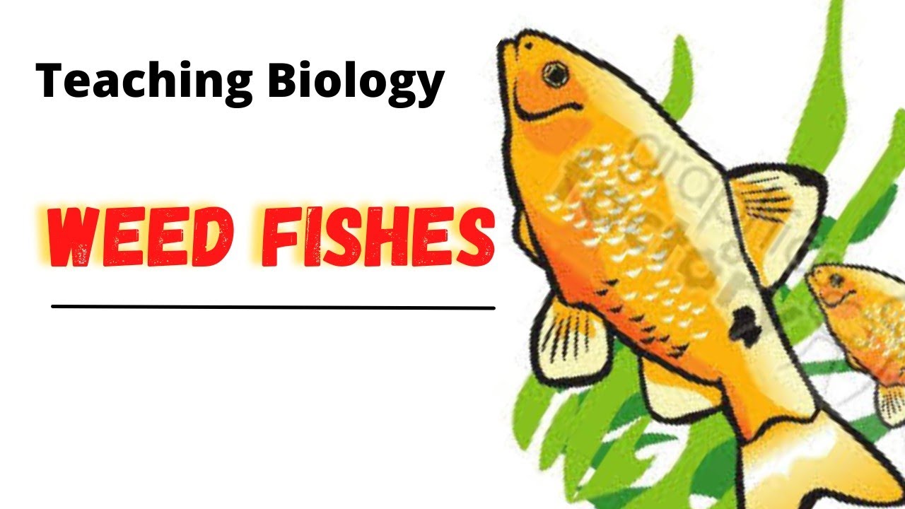 Aquatic Weed Fishes||Zoology||Fisheries||ICAR||Phd||Bfsc||Mfsc||Jkssb||