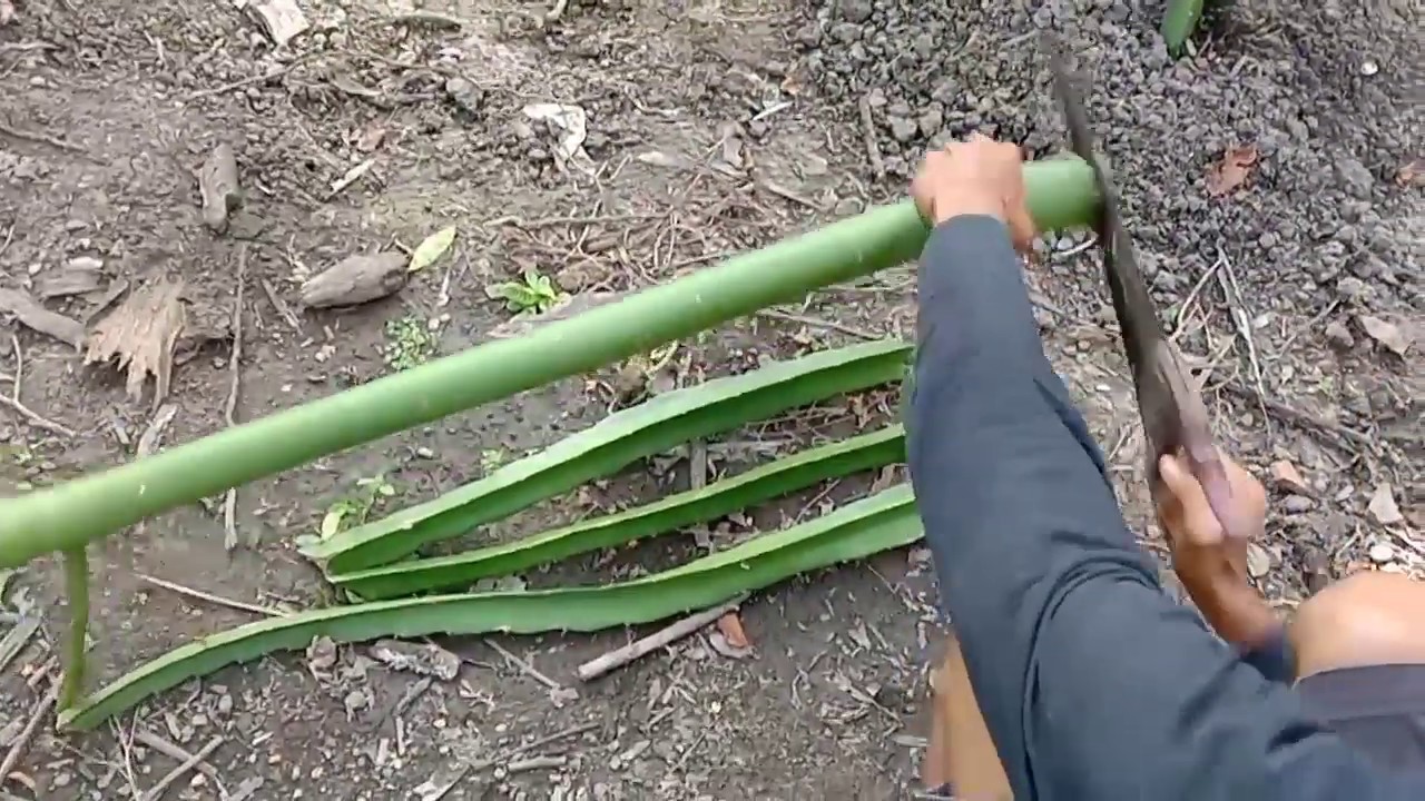 Cara Menanam Buah Naga 6 Bulan Berbuah