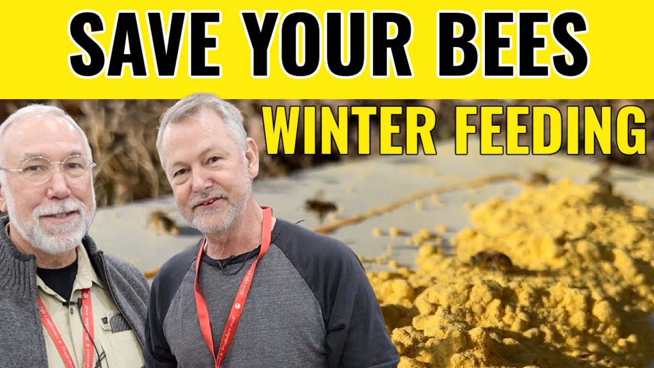 Beekeeping Tips For These Weird Up & Down Winter Temps