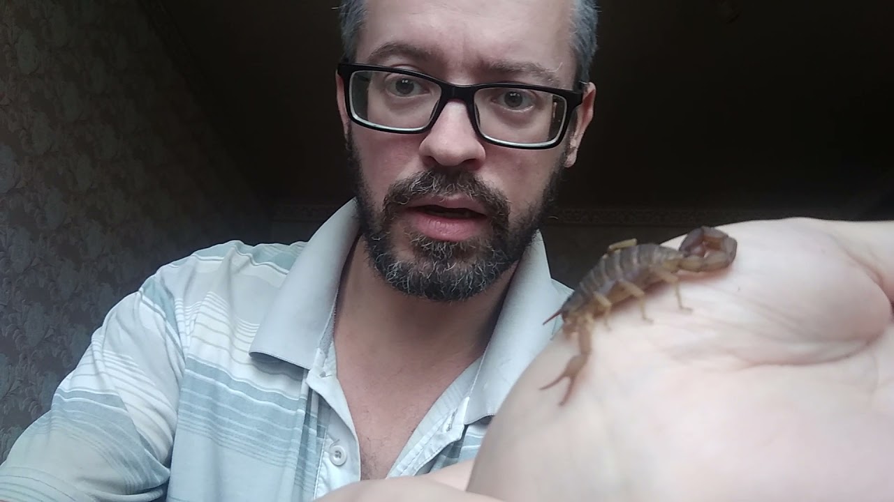 Скорпион Hottentotta Hottentotta