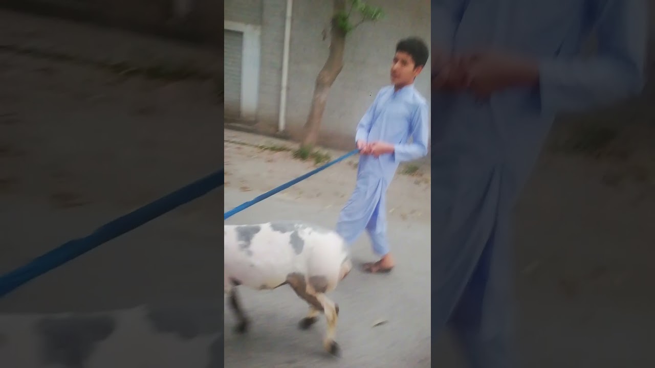 #funny videos #animals #youtubeshorts  قربانی کے لیے بھیڑ بکریاں لیں 🐑 منڈی کا سب سے پیارا جانور 🥺❤️