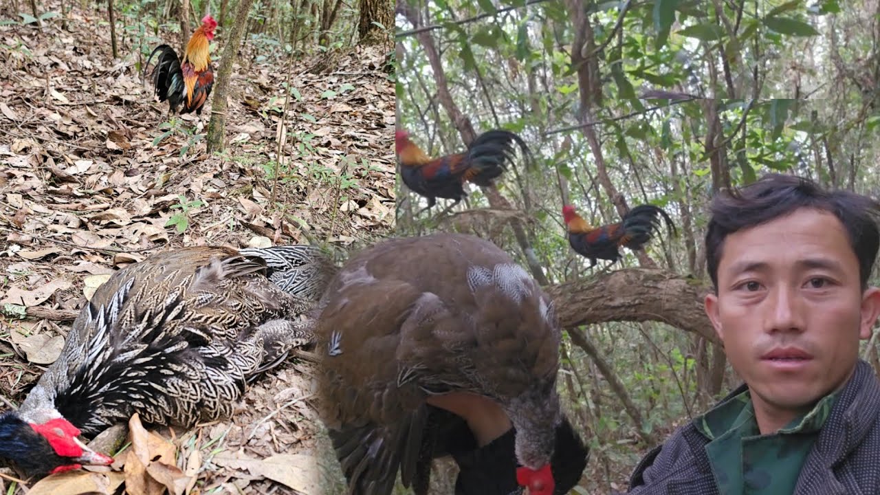 Hunting  เข้าป่าต่วไก่เจีไก่ฟ้า