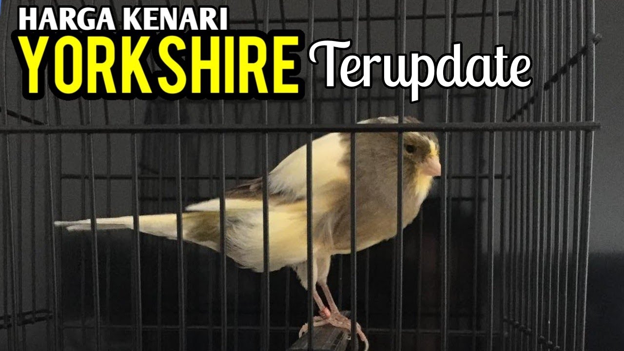 Harga Kenari Yorkshire Terupdate