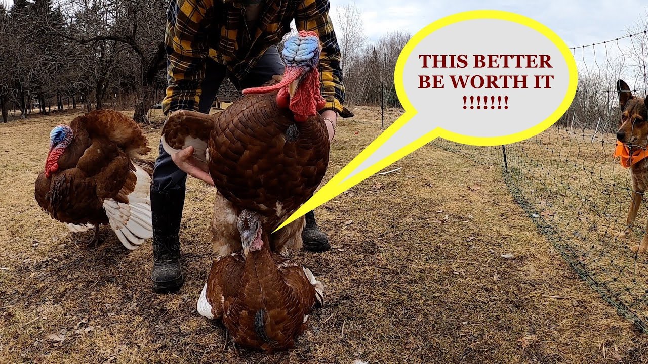 Helping my bourbon red turkey breeders thru mating season