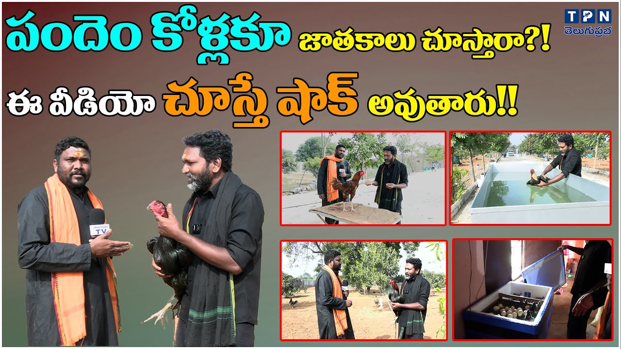 పందెం కోళ్లకూ జాతకాలు చూస్తారా?! ఈ వీడియో చూస్తే షాక్ అవుతారు!! | Sankranthi Pandem Kollu 2026