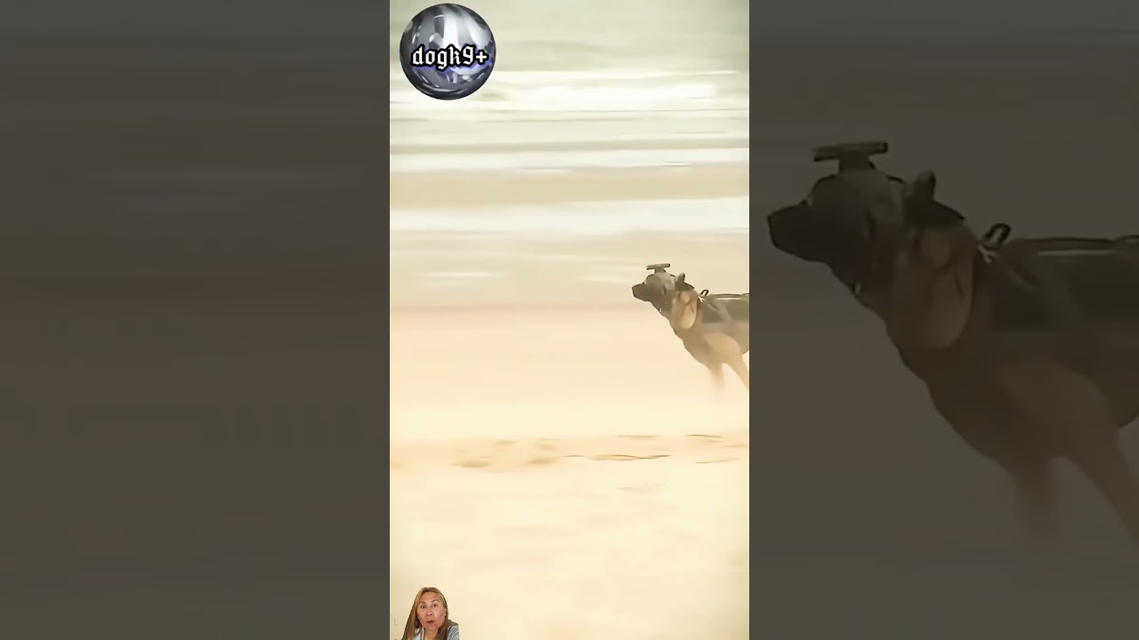 Amazing dog #military #pilot  #k9 #training  #shaolinkungfu