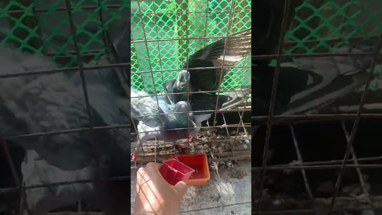 Mga pa kain na tyo mga idol sa alaga natin kalapati. 