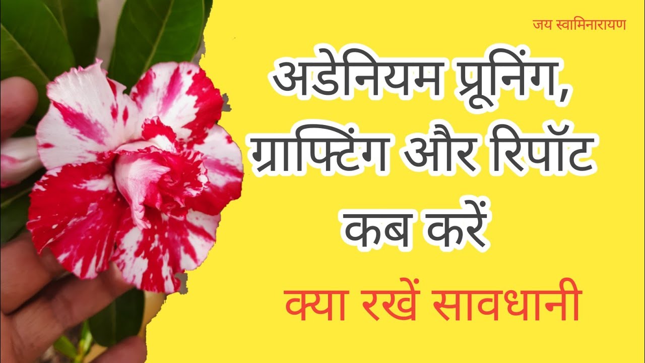 When To Do Pruning Grafting Repotting In Adenium #adeniumgraftinginhindi #adeniumPruning #adenium