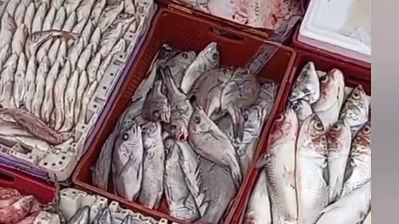 دويرة خفيفة على الحوت