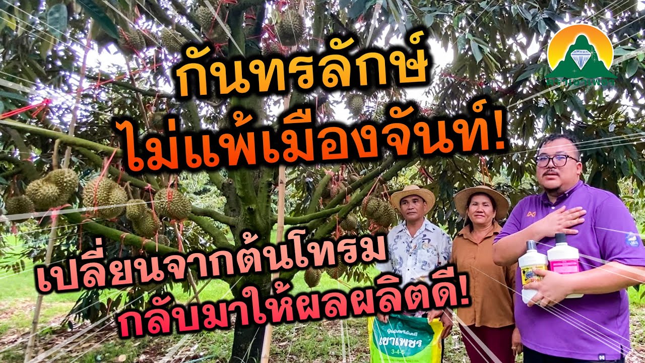 สวนทุเรียนภูเขาไฟ ที่ดกไม่แพ้เมืองจันท์!
