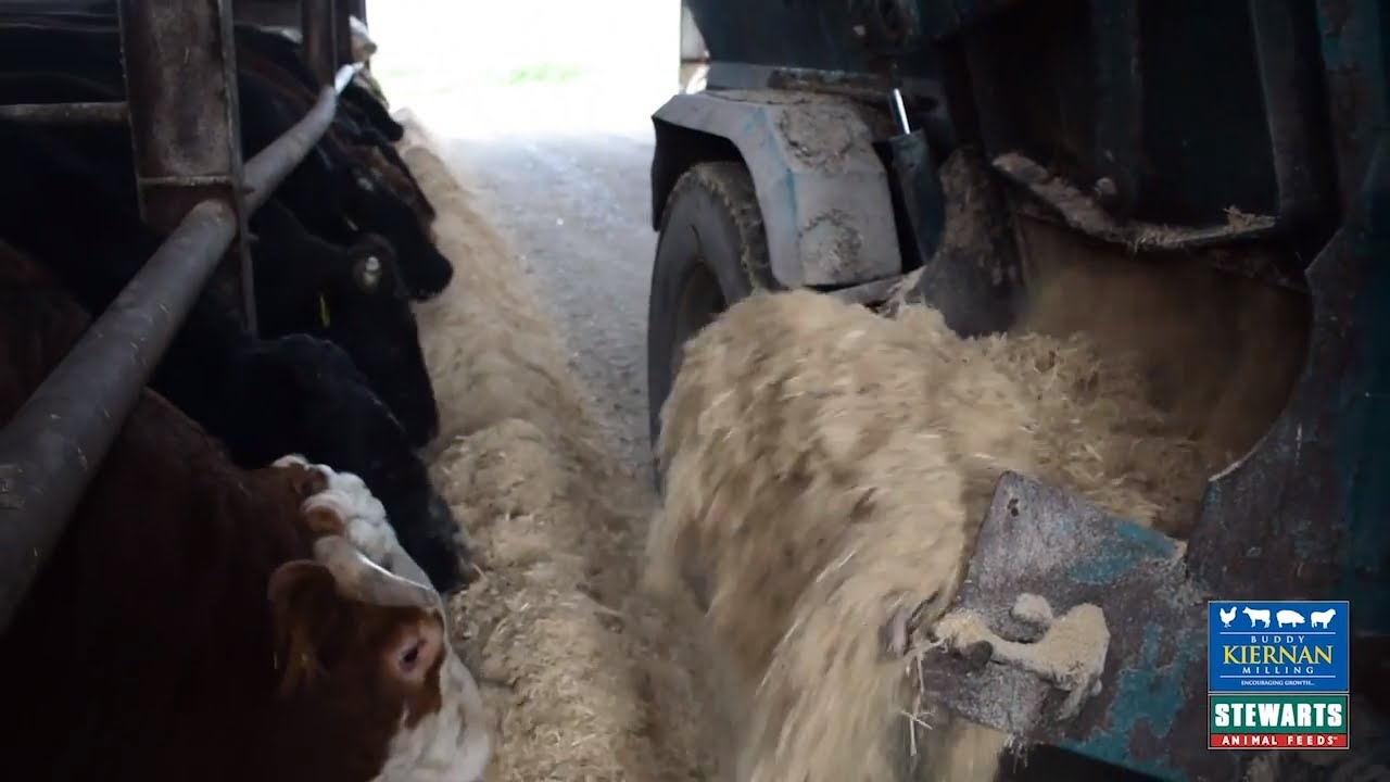 Kiernan Milling -  Pádraig Brady Beef Trial