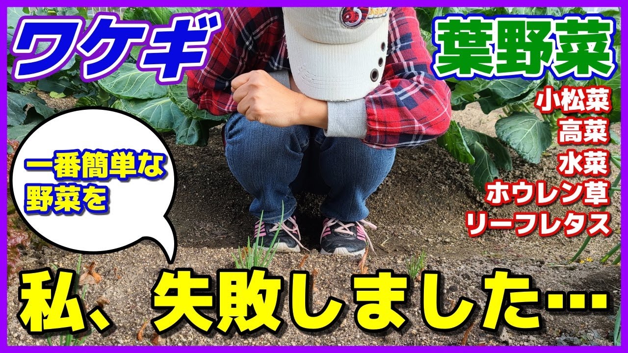 【悲報】一番簡単な野菜を失敗しました&hellip;さらに葉野菜の異変も！　小松菜／水菜／ホウレン草／高菜／リーフレタス／サニーレタス／ワケギ栽培／家庭菜園／貸し農園