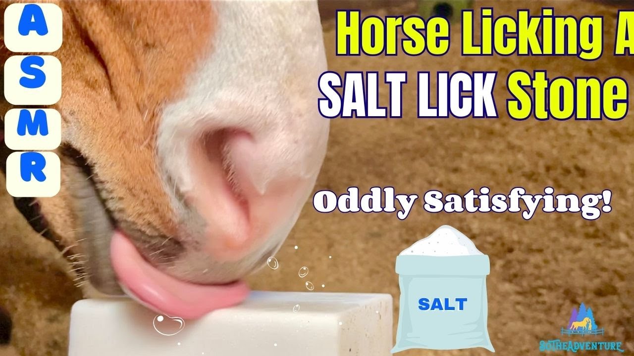Horse LICKING A SALT Lick Stone ASMR~ Oddly Satisfying Horse Sounds!