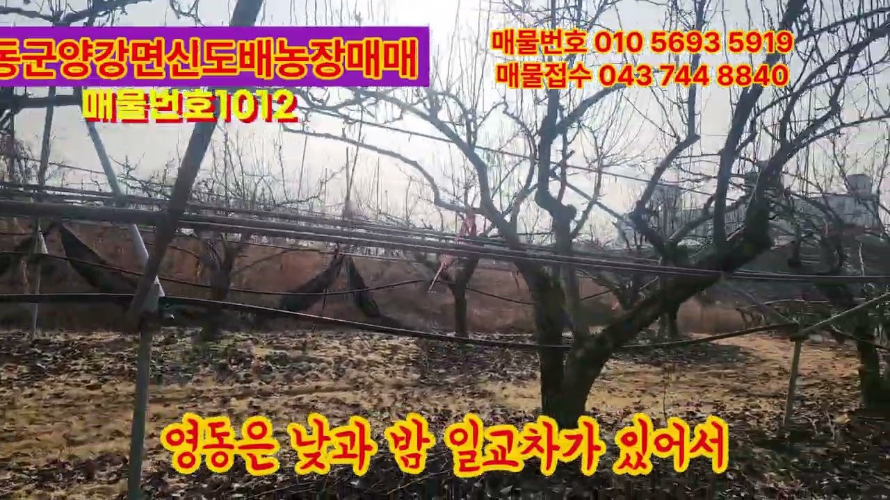 영동군전원주택매매, 영동군토지매매,영동군임야매매,영동군단독주택매매,영동군시골집매매,보은토지매매,옥천토지매매,급매물
