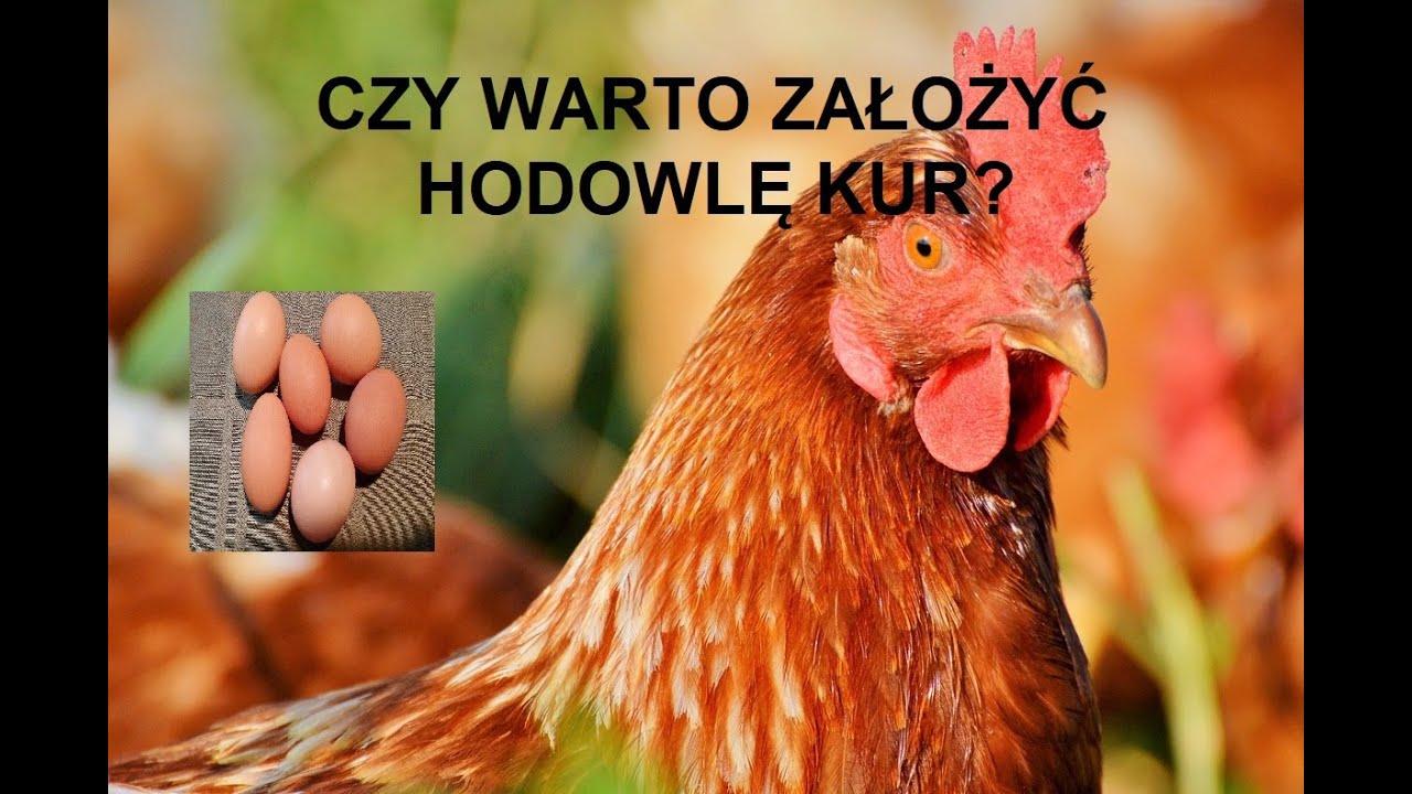 Odcinek 957 CZY WARTO ZAŁOŻYĆ HODOWLĘ DROBIU? JAKIE PLUSY SIĘ ZA TYM KRYJĄ?