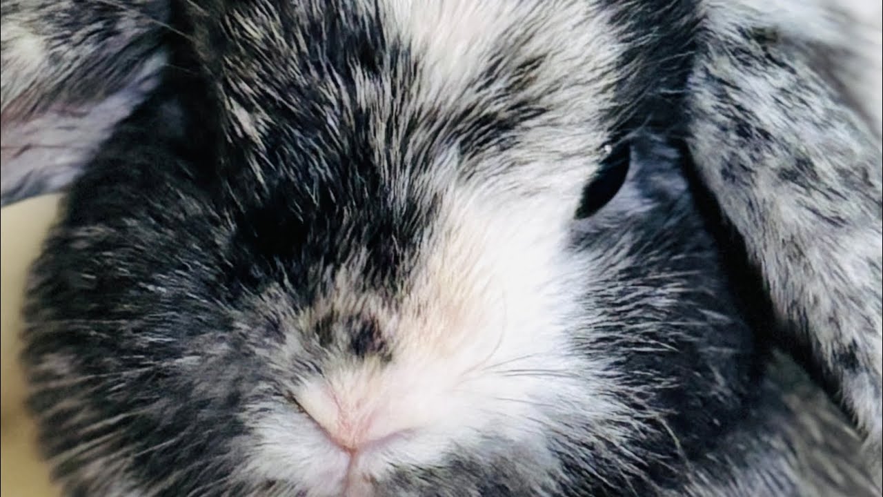 This is “Hazel” Holland Lop Bunny information Harlequin rabbit