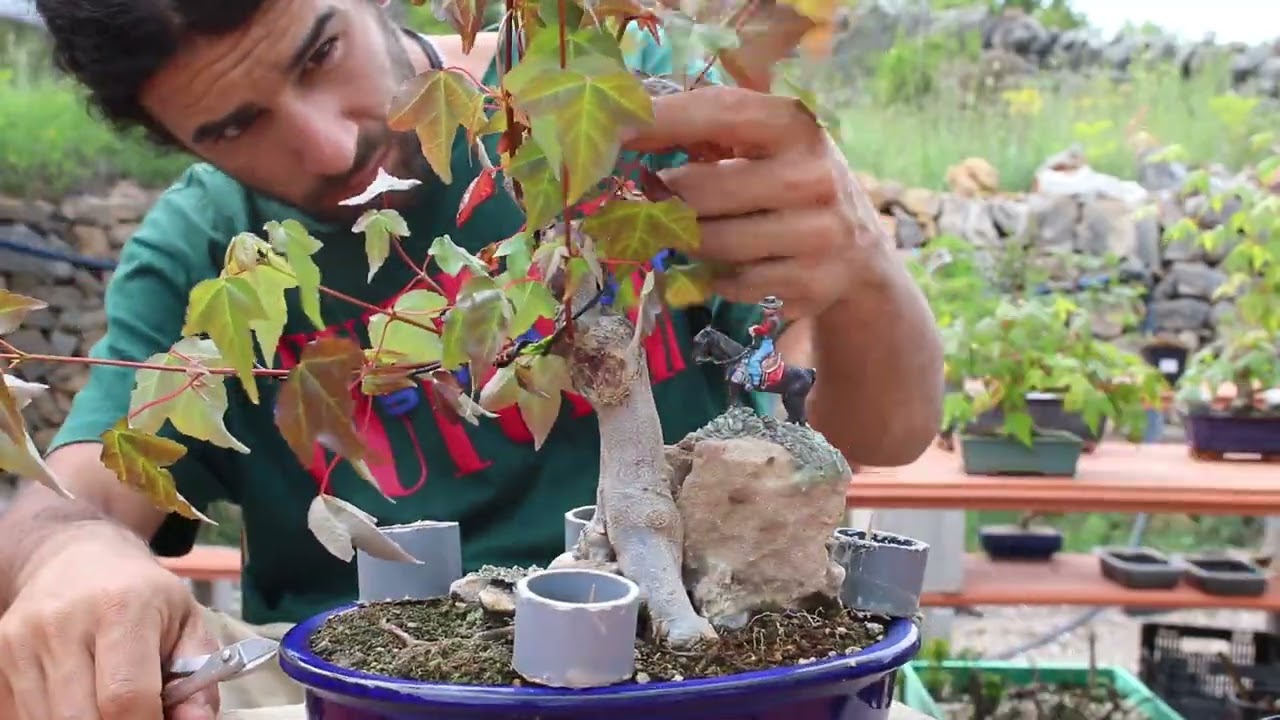 Primer diseño de un Acer buergerianum