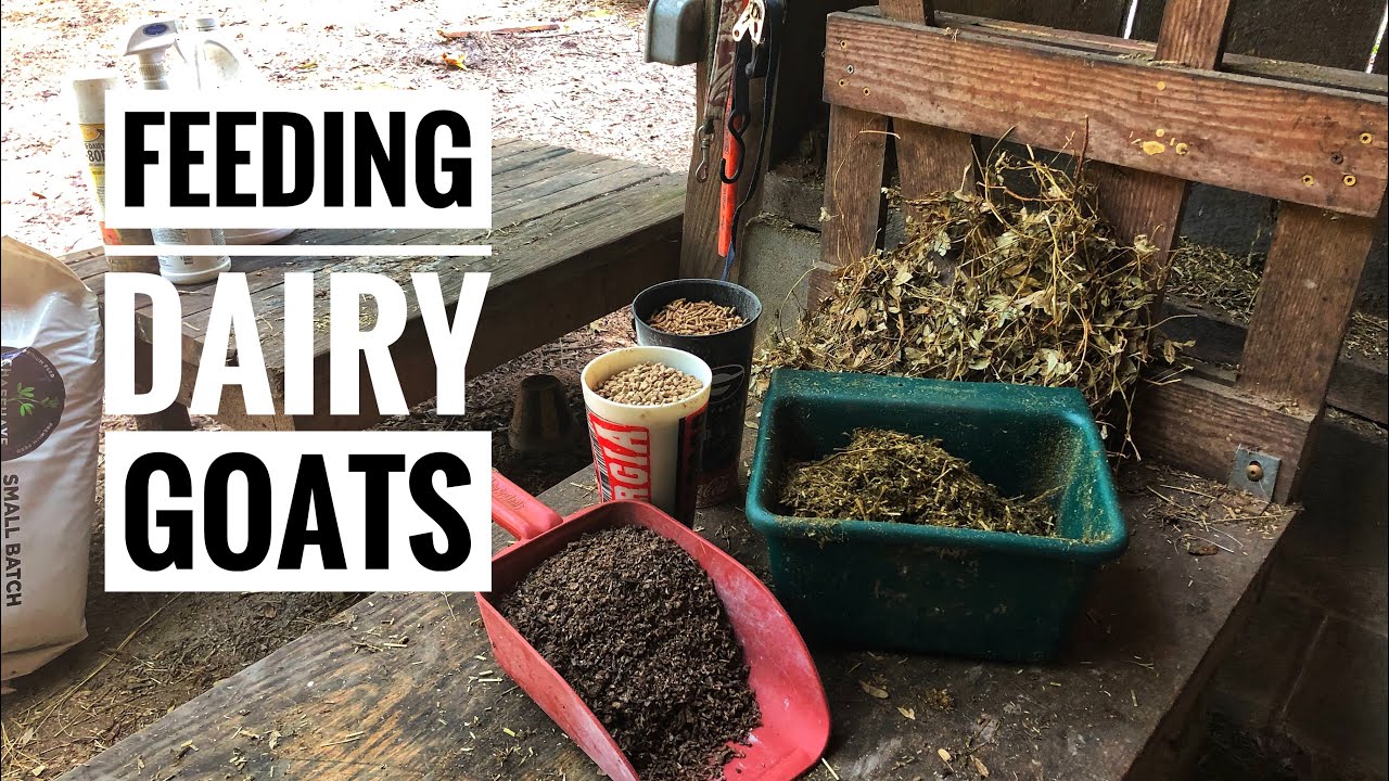 What We Feed Our Dairy Goats