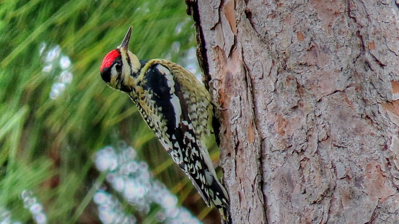 Yellow Bellied Sapsuckers