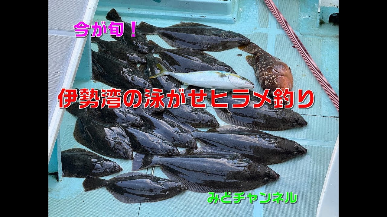 今が旬！伊勢湾の泳がせヒラメ釣り