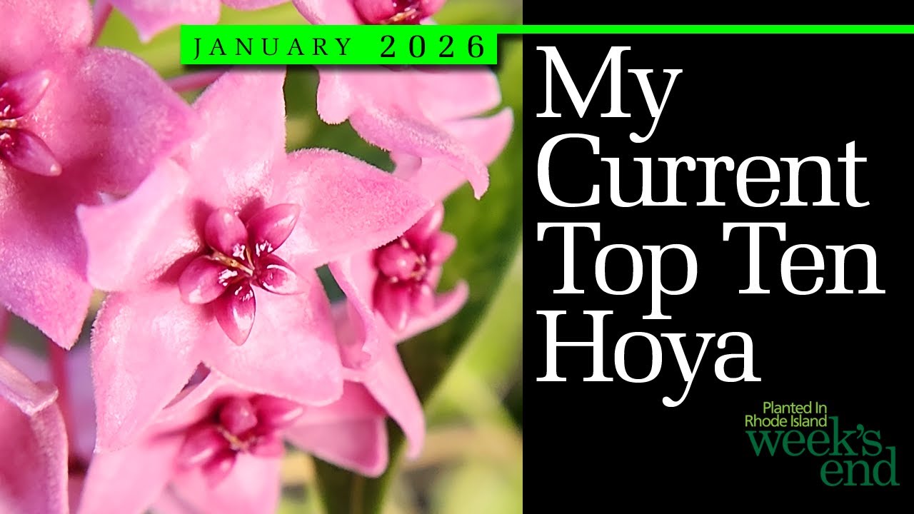 МОЙ ТЕКУЩИЙ ТОП-10 ХОЙЯ | Hoya carnosa, Hoya deykeae и другие — посмотрите, кто вошел в десятку л...