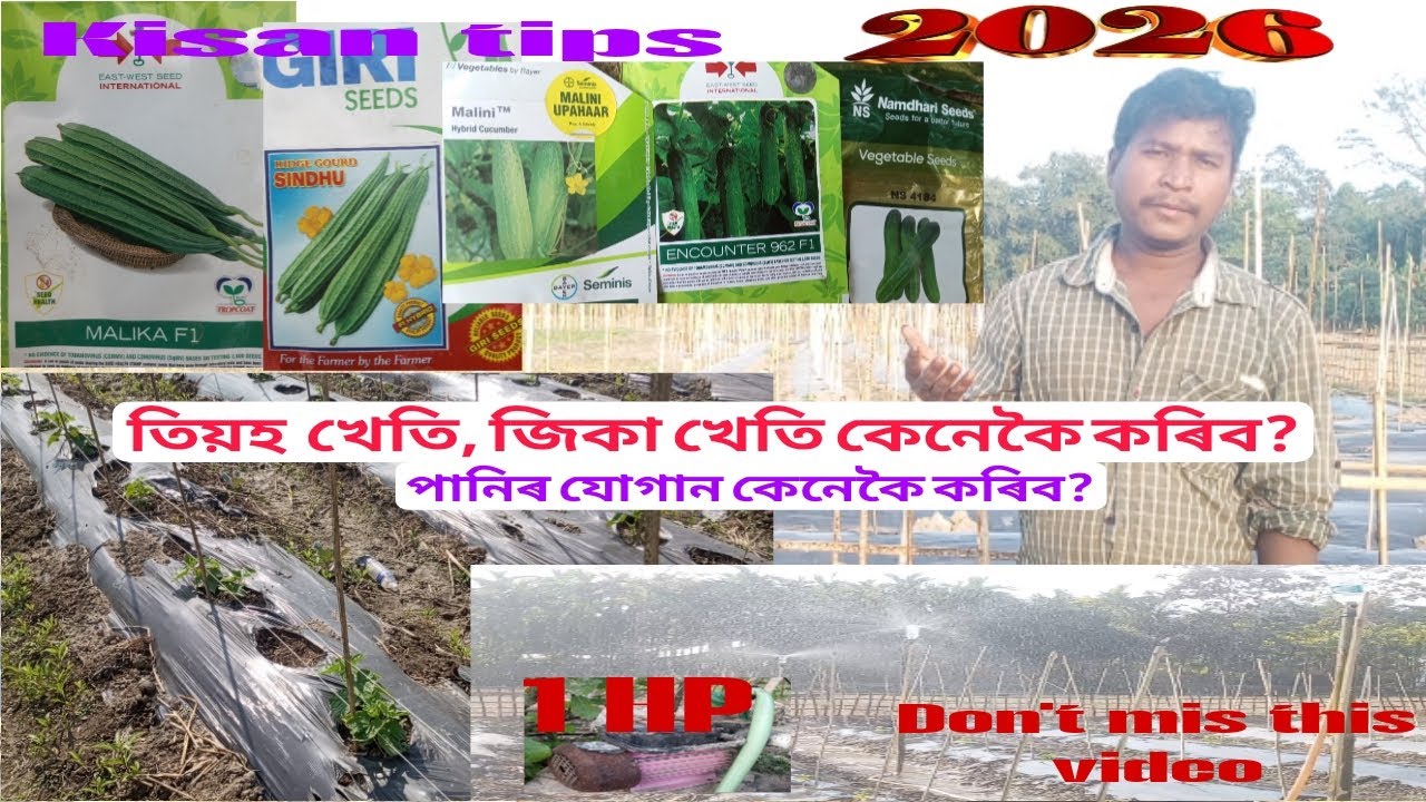 তিয়হ খেতি, জিকা খেতি কেনেকৈ কৰিব? | অধিক ফলন পোৱাৰ সঠিক পদ্ধতি | Vegetable Farming Assamese