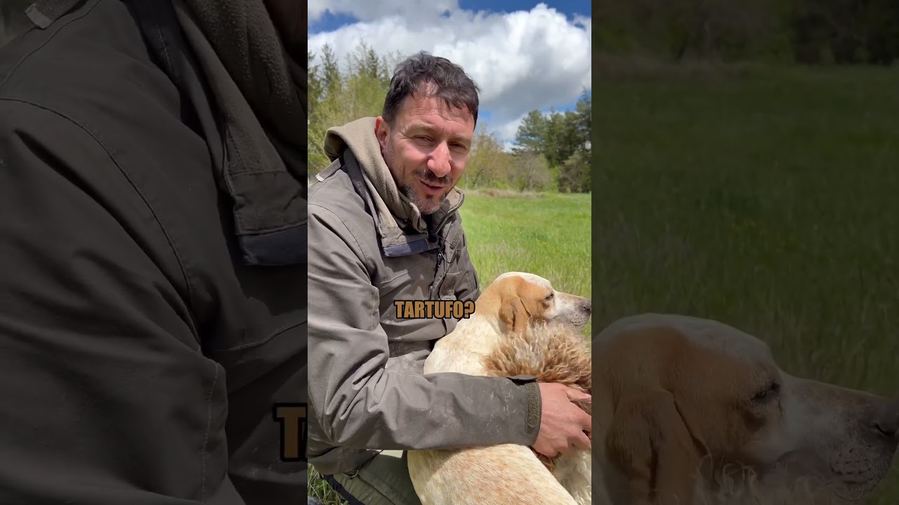 Quanto tempo serve per addestrare un cane da tartufi