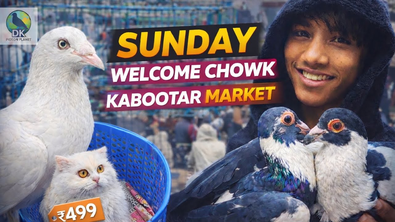 🕊️ Delhi Ki No.1 Kabutar Market 😱 | Sunday Welcome Chowk Full Vlog | Pigeon Lovers Must Watch #vlog 