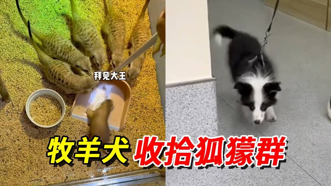異寵博主家的邊牧都在牧些什麼？聰明的智商佔領高地了，狐獴都開始欺負邊牧了！【王小怪】