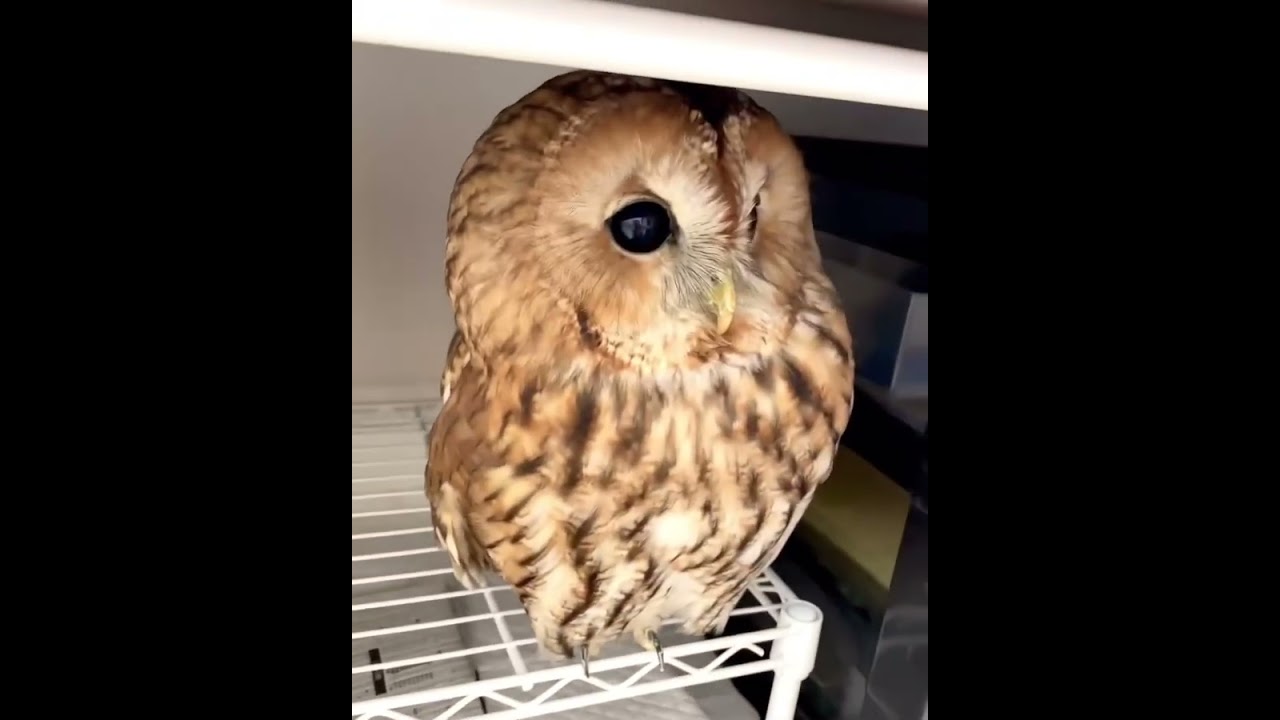 where are you   beautiful cute Owl ❤❤ #Shorts